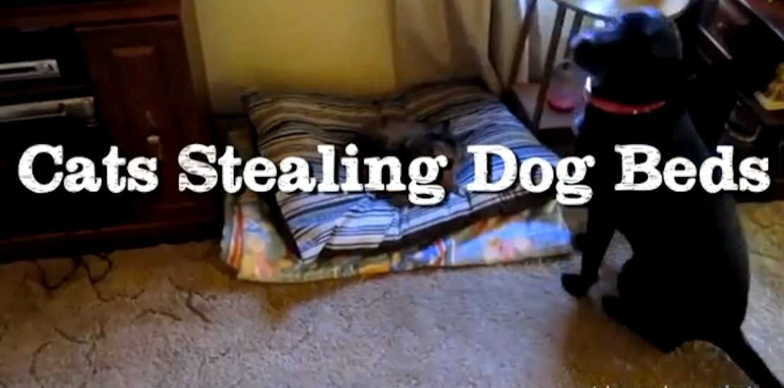Cats stealing dogs shop beds